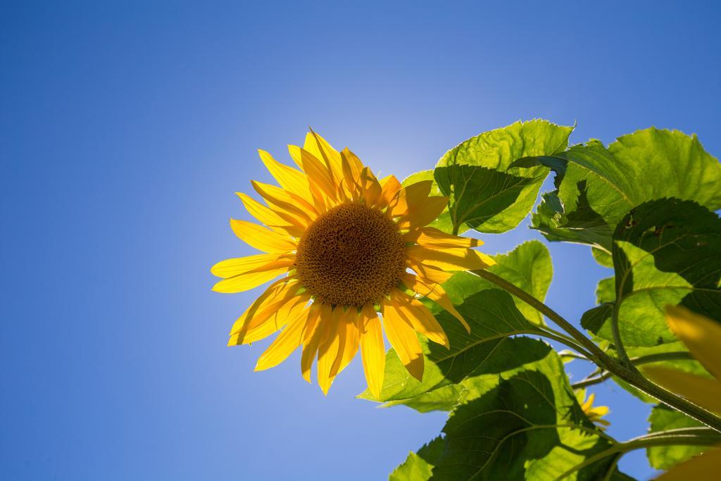 蜜豆儿公园汽车旅馆 布伦海姆 外观 照片